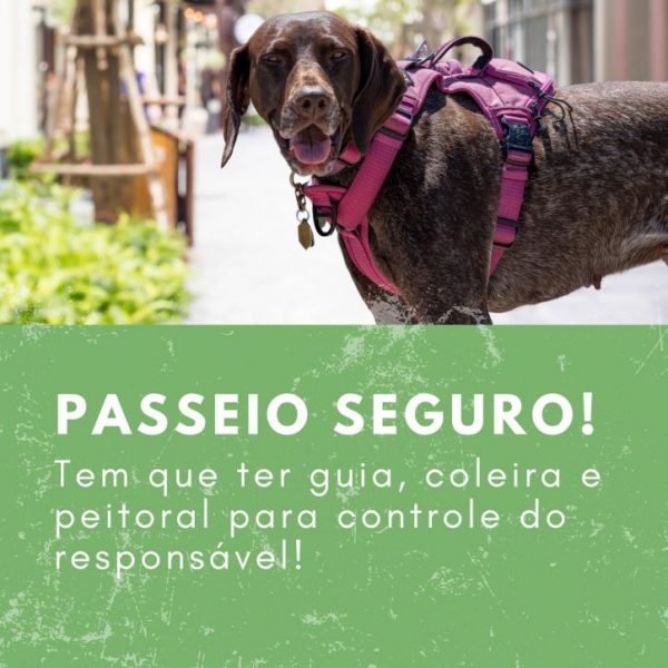 Panfleto Passeador de Cachorro Foto Promocional Verde (1)
