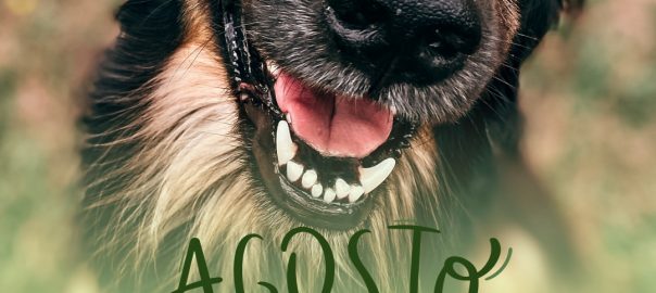 Story agosto verde leishmaniose canina simples verde (1)