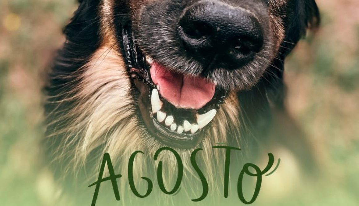 Story agosto verde leishmaniose canina simples verde (1)